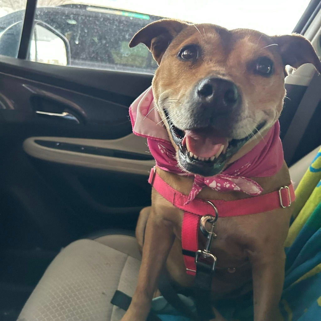 Gracie