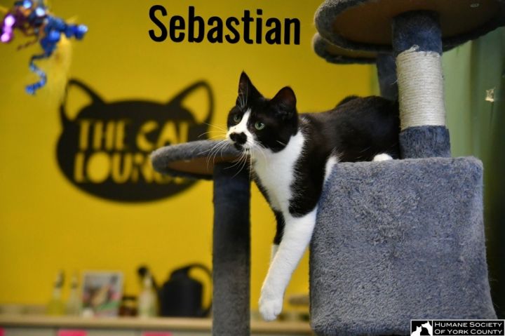 Sebastian 5