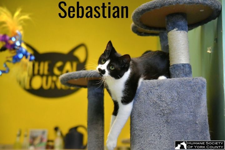 Sebastian 6