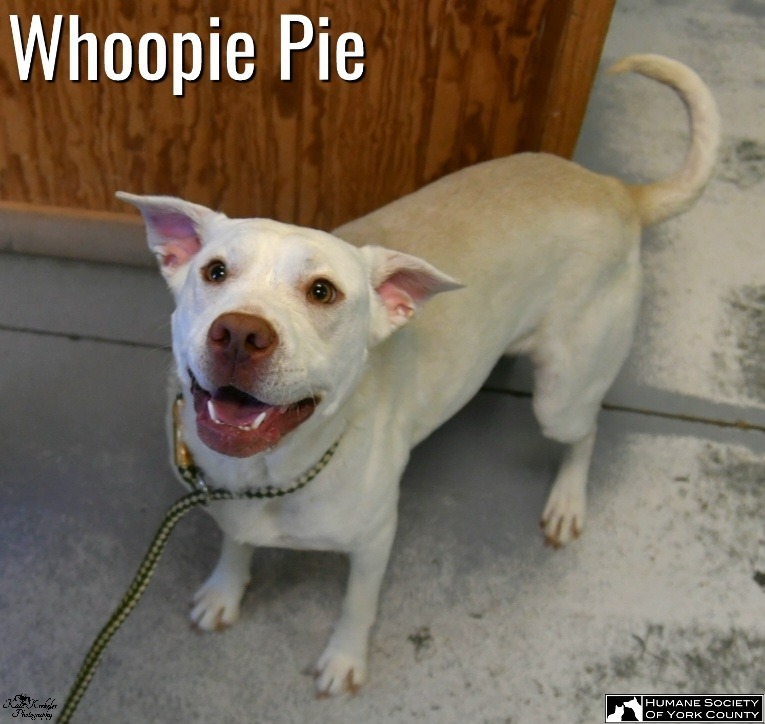 Whoopie Pie