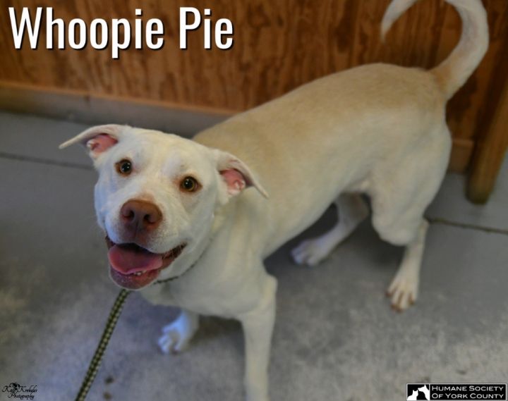 Whoopie Pie 3