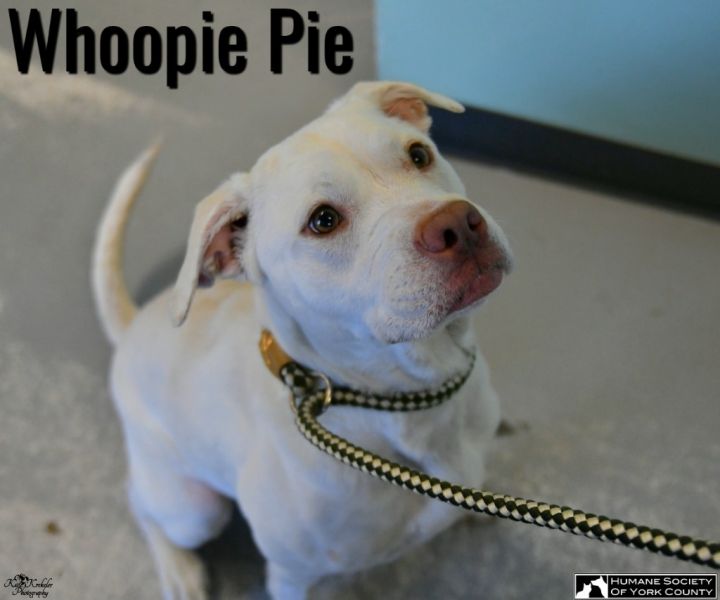 Whoopie Pie 4