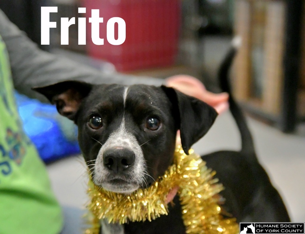 Frito