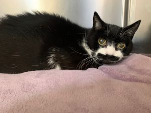 Sweet Jane is a 12 year old senior girl who was surrendered to the shelter when her lifelong owner d
