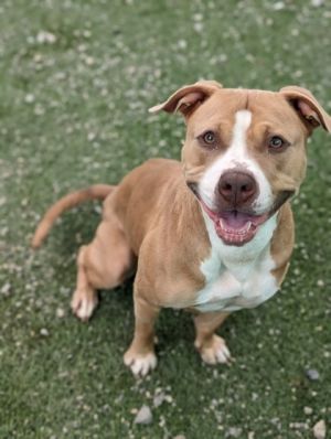 Introducing Queenie the delightful 3-year-old Pit Mix whose zest for life is matched only by her lo