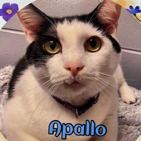 Apallo, an adoptable Domestic Short Hair in Enterprise, AL, 36330 | Photo Image 3