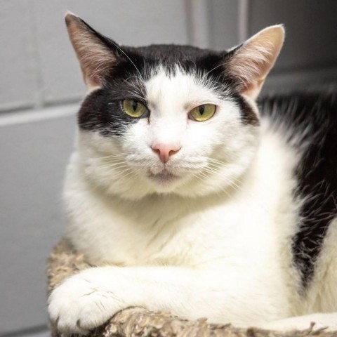 Apallo, an adoptable Domestic Short Hair in Enterprise, AL, 36330 | Photo Image 3