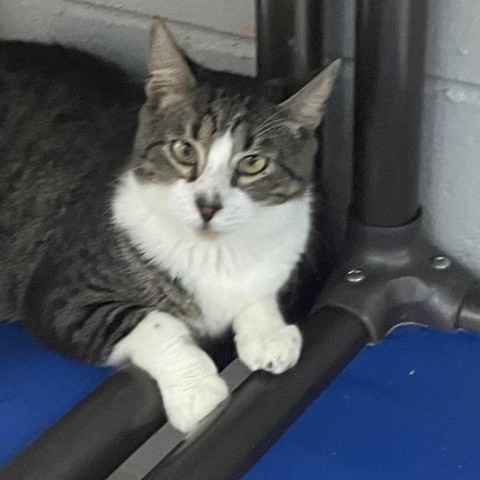 Waterboy, an adoptable Domestic Short Hair in Enterprise, AL, 36330 | Photo Image 1