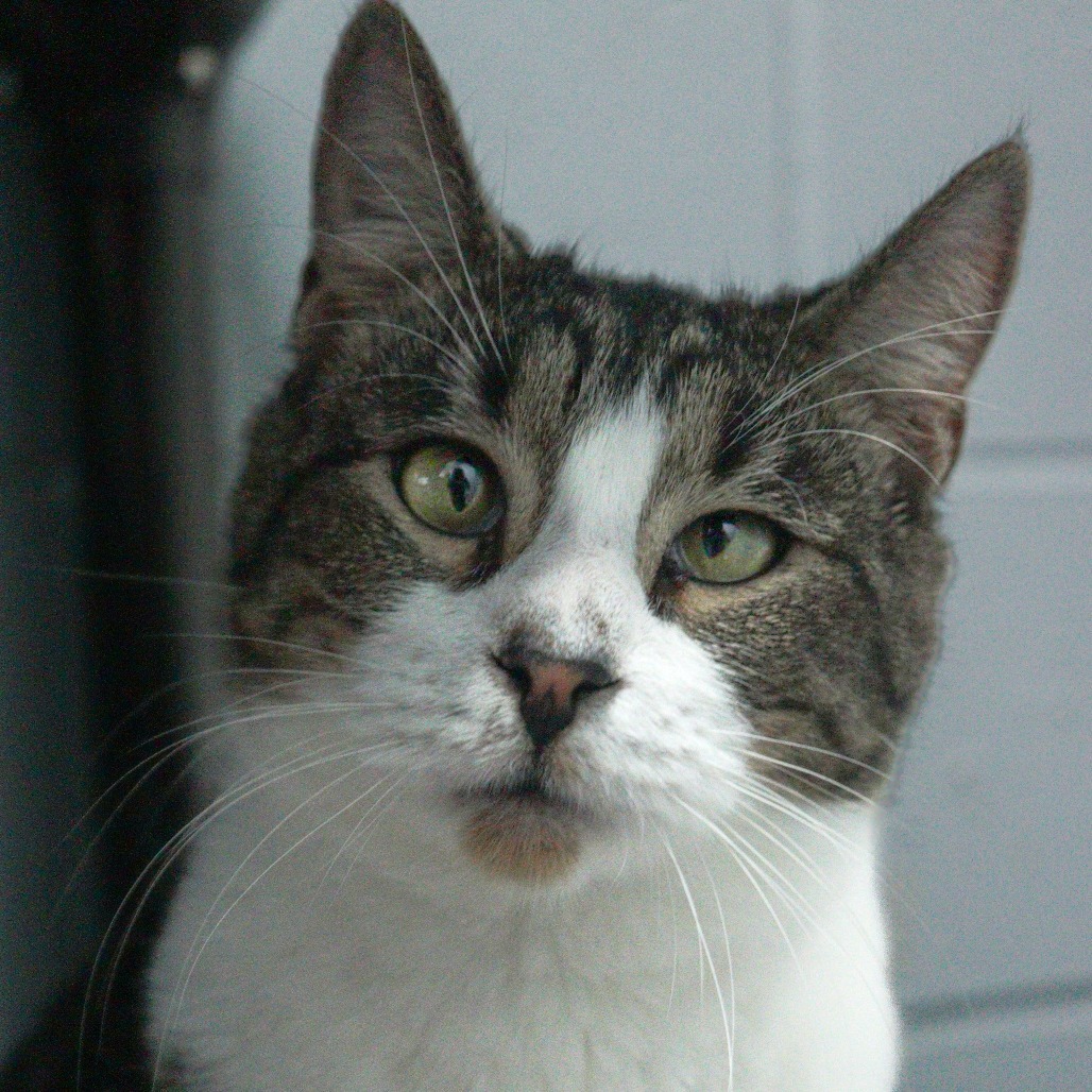 Waterboy, an adoptable Domestic Short Hair in Enterprise, AL, 36330 | Photo Image 1