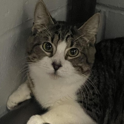 Waterboy, an adoptable Domestic Short Hair in Enterprise, AL, 36330 | Photo Image 3