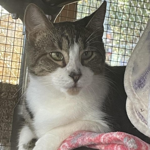 Waterboy, an adoptable Domestic Short Hair in Enterprise, AL, 36330 | Photo Image 4