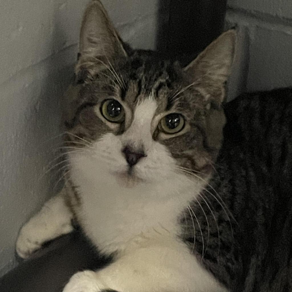 Waterboy, an adoptable Domestic Short Hair in Enterprise, AL, 36330 | Photo Image 5