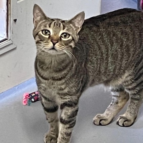 Carhartt, an adoptable Domestic Long Hair in Enterprise, AL, 36330 | Photo Image 1