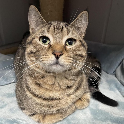 Carhartt, an adoptable Domestic Long Hair in Enterprise, AL, 36330 | Photo Image 3