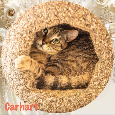 Carhartt, an adoptable Domestic Long Hair in Enterprise, AL, 36330 | Photo Image 4