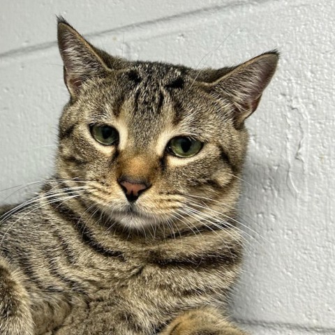 Carhartt, an adoptable Domestic Long Hair in Enterprise, AL, 36330 | Photo Image 5