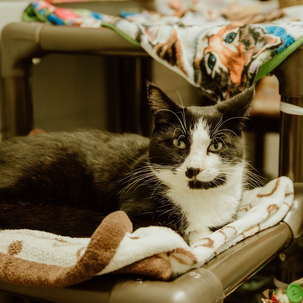 Kabota, an adoptable Domestic Long Hair in Enterprise, AL, 36330 | Photo Image 1