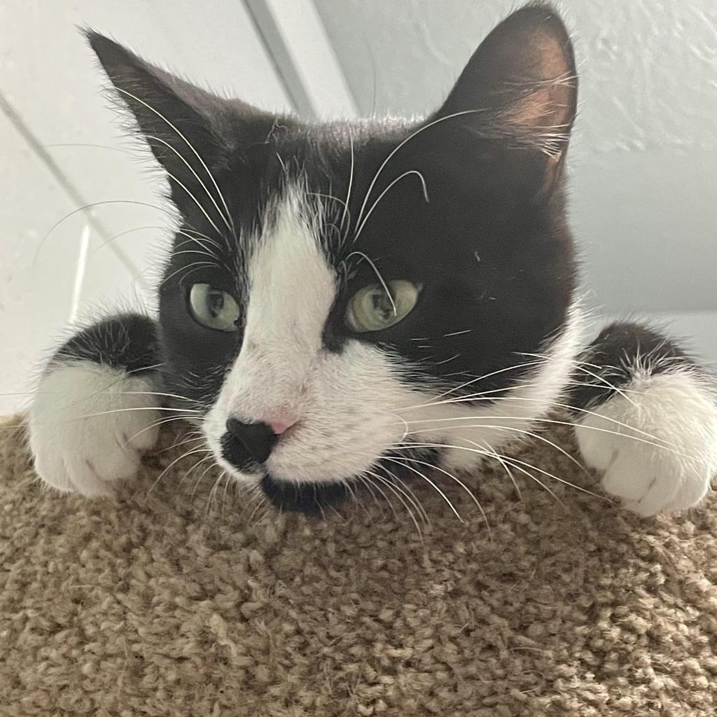 Kabota, an adoptable Domestic Long Hair in Enterprise, AL, 36330 | Photo Image 3