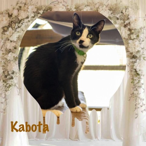 Kabota, an adoptable Domestic Long Hair in Enterprise, AL, 36330 | Photo Image 4