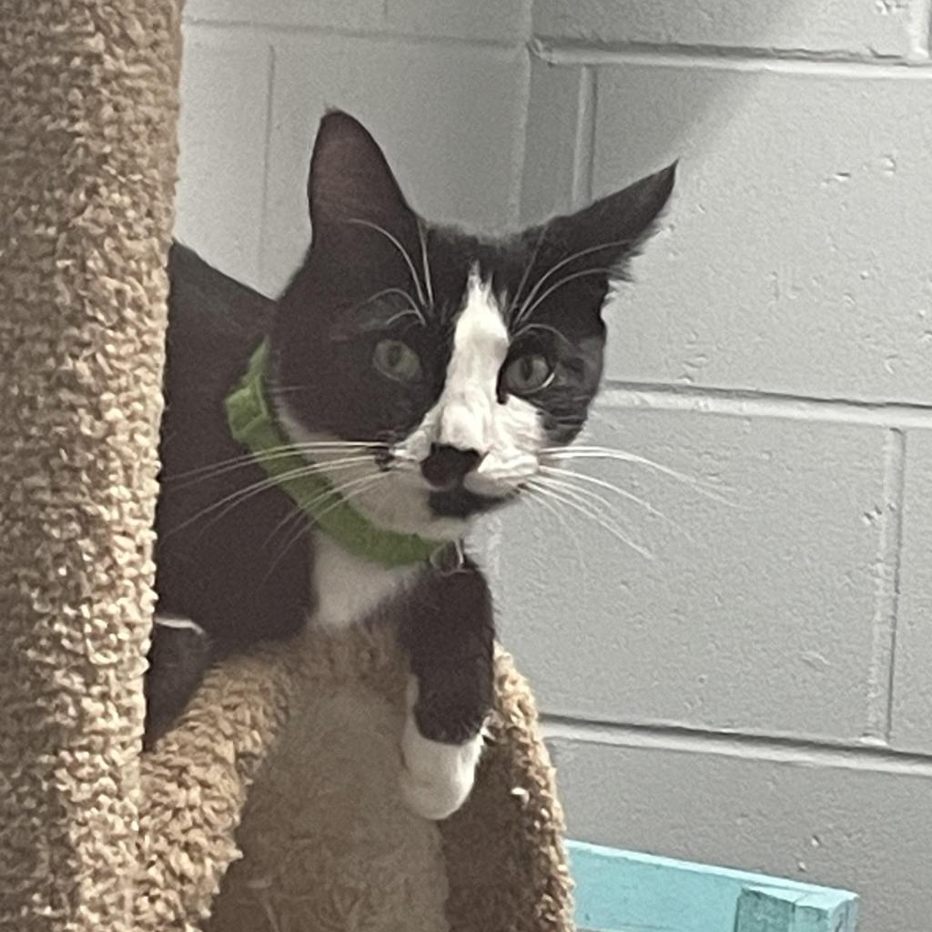 Kabota, an adoptable Domestic Long Hair in Enterprise, AL, 36330 | Photo Image 4