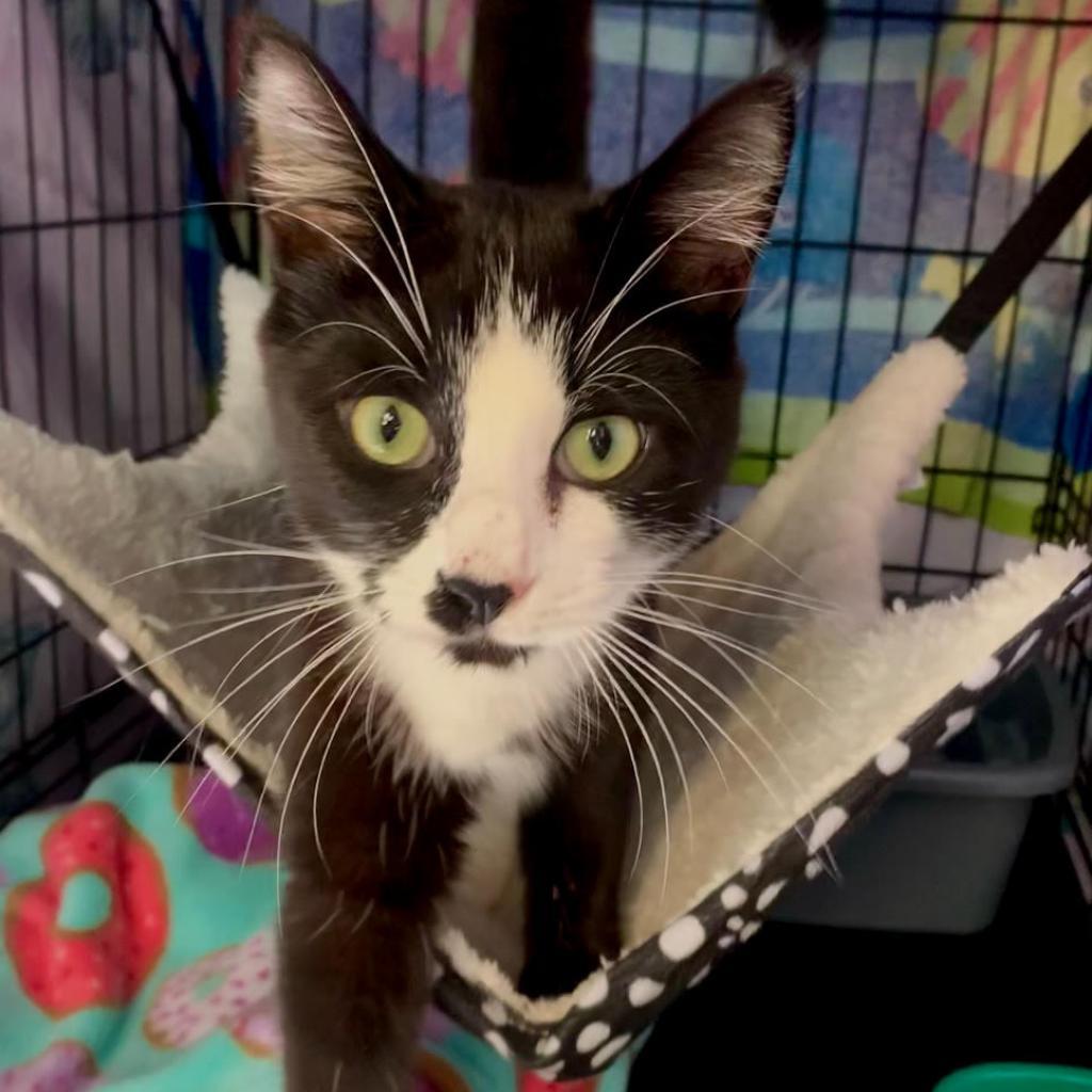 Kabota, an adoptable Domestic Long Hair in Enterprise, AL, 36330 | Photo Image 6