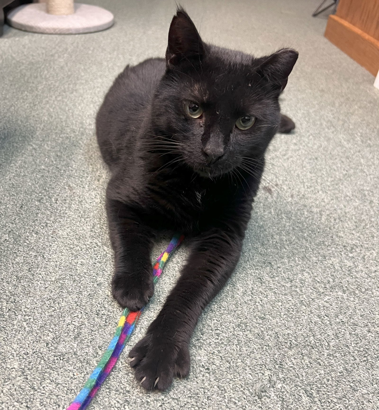 Jett (FIV+)