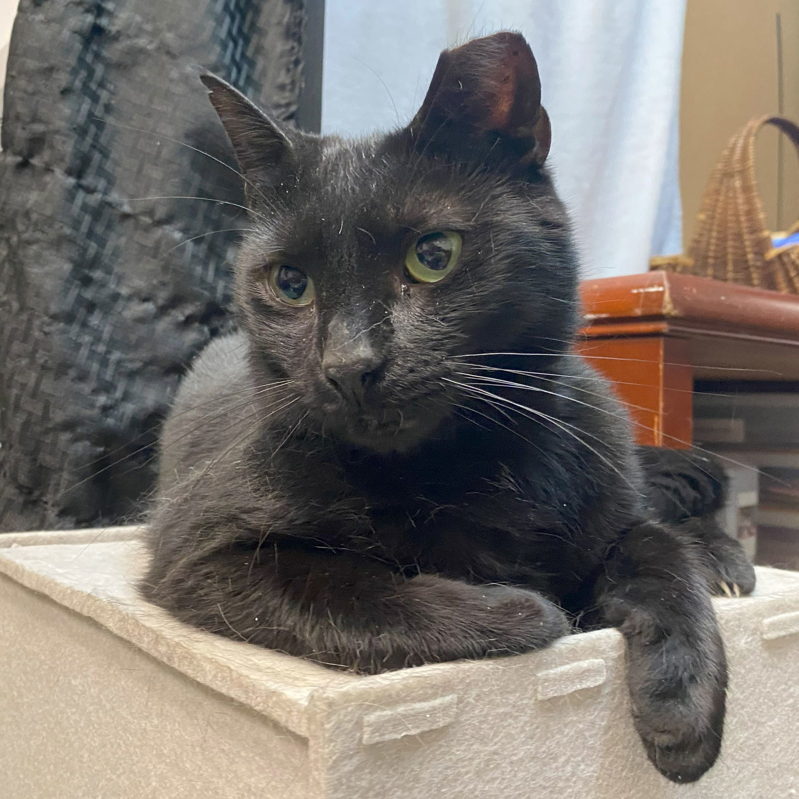 Jett (FIV+)
