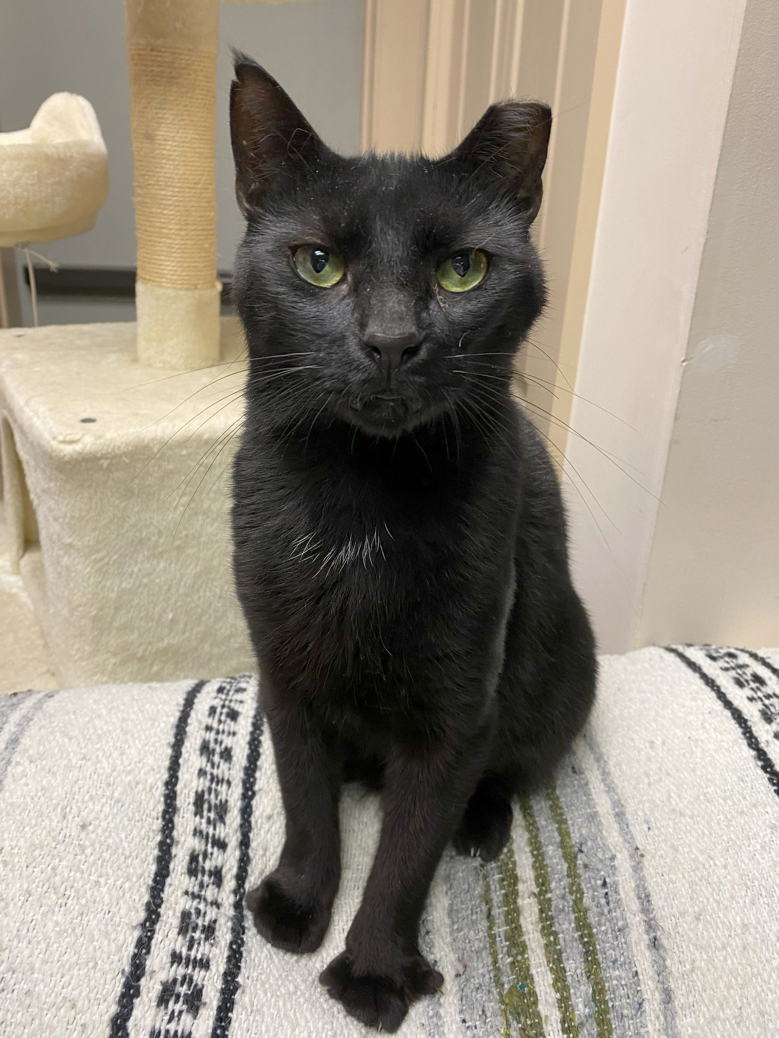 Jett (FIV+)