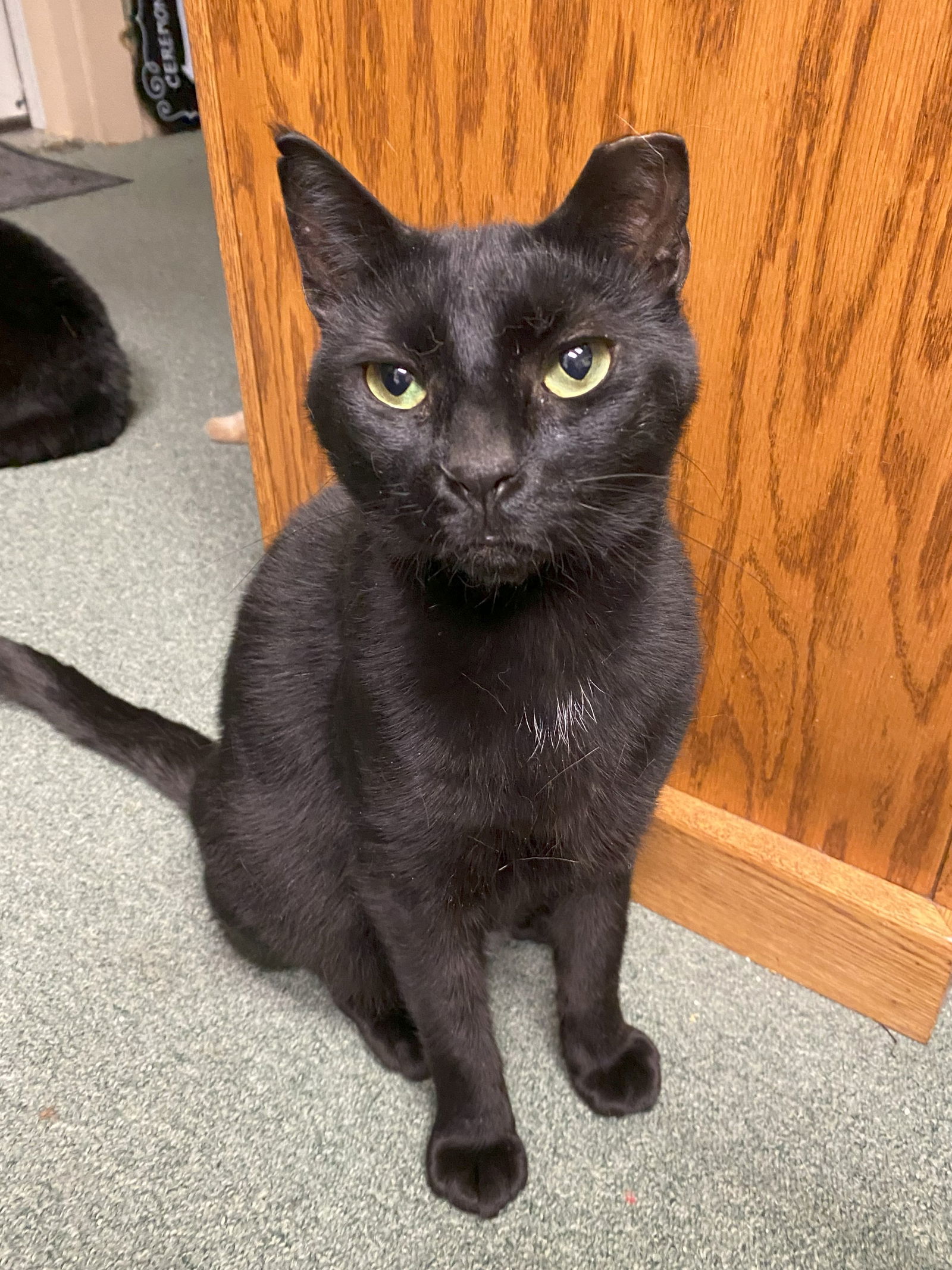 Jett (FIV+)