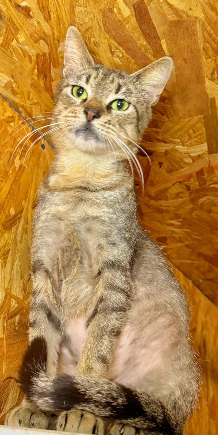 Juliet, an adoptable Tabby, Domestic Short Hair in Hammond, LA, 70403 | Photo Image 1