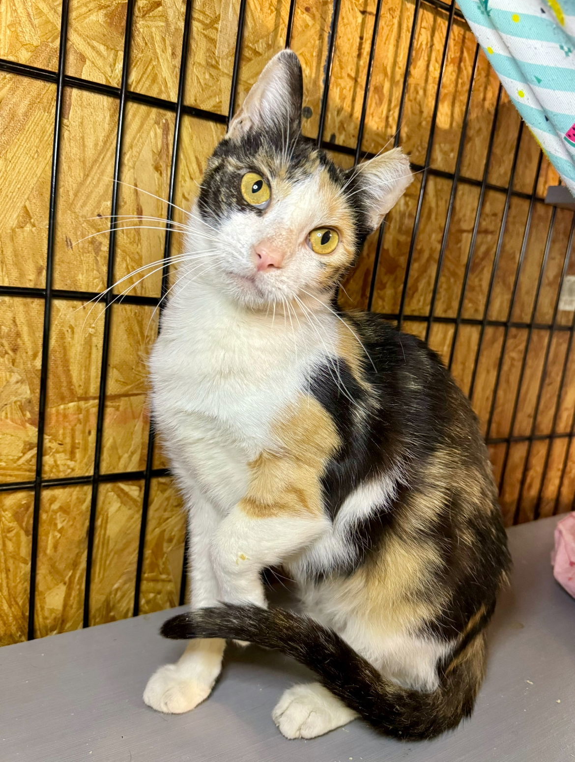 Apricot, an adoptable Calico in Hammond, LA, 70403 | Photo Image 1