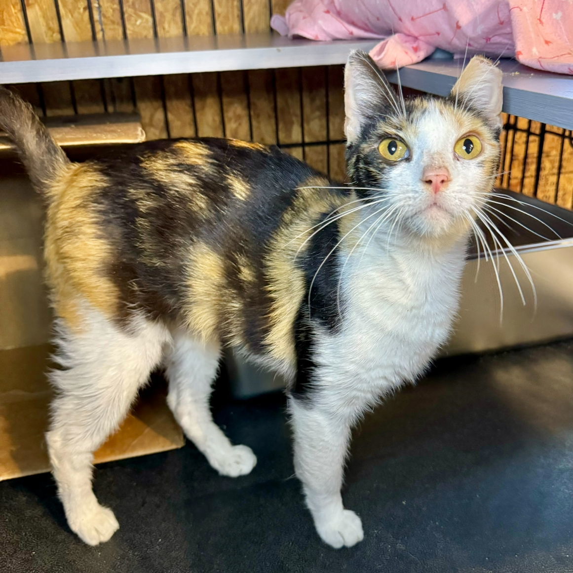 Apricot, an adoptable Calico in Hammond, LA, 70403 | Photo Image 2