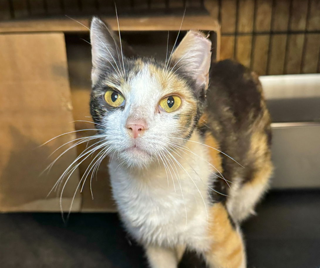 Apricot, an adoptable Calico in Hammond, LA, 70403 | Photo Image 3