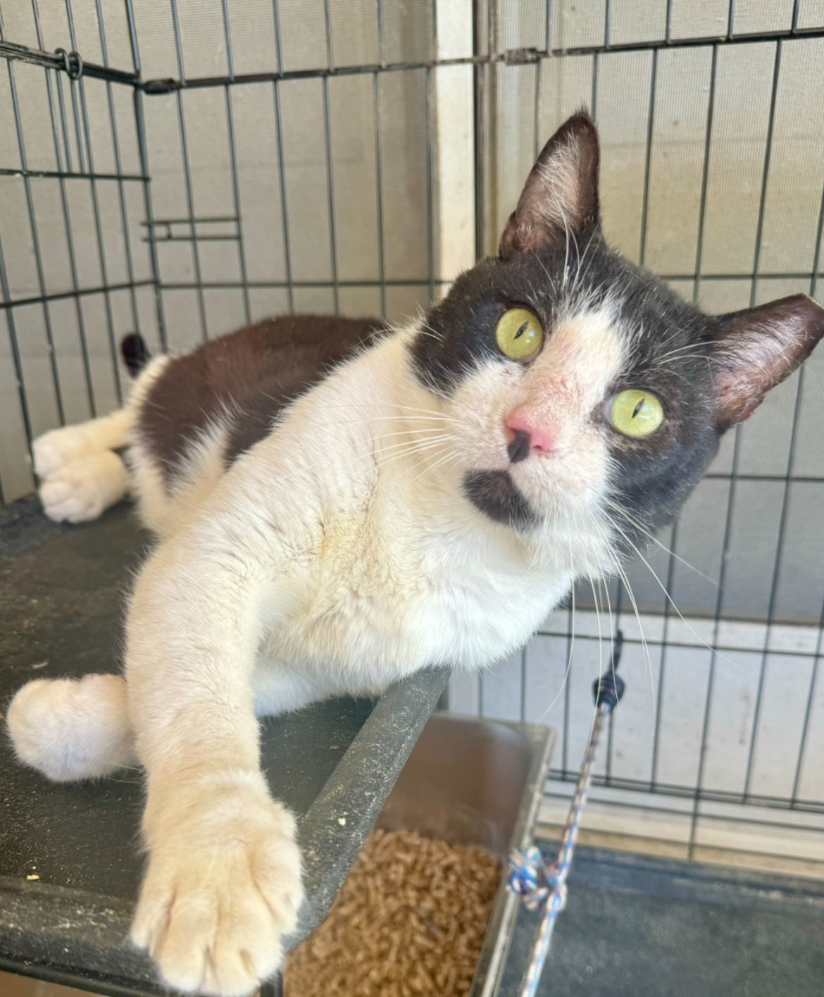 Lester, an adoptable Tuxedo, Domestic Short Hair in Hammond, LA, 70403 | Photo Image 1