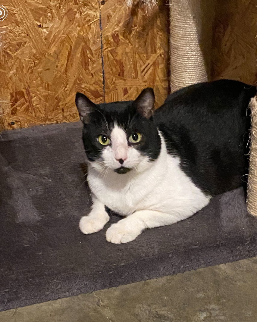 Lester, an adoptable Tuxedo, Domestic Short Hair in Hammond, LA, 70403 | Photo Image 2