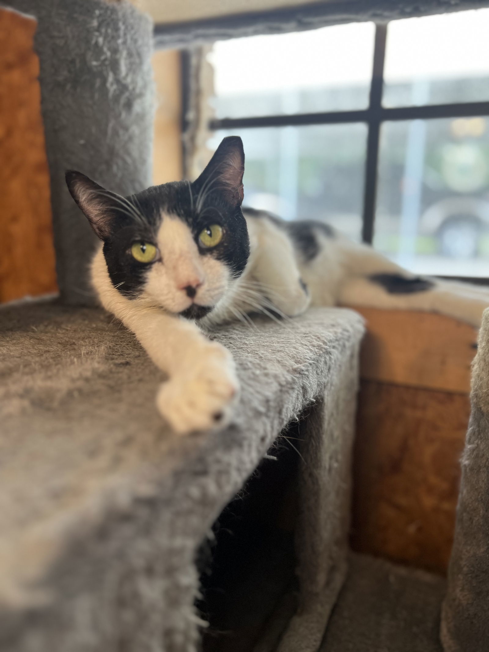 Lester, an adoptable Tuxedo, Domestic Short Hair in Hammond, LA, 70403 | Photo Image 3