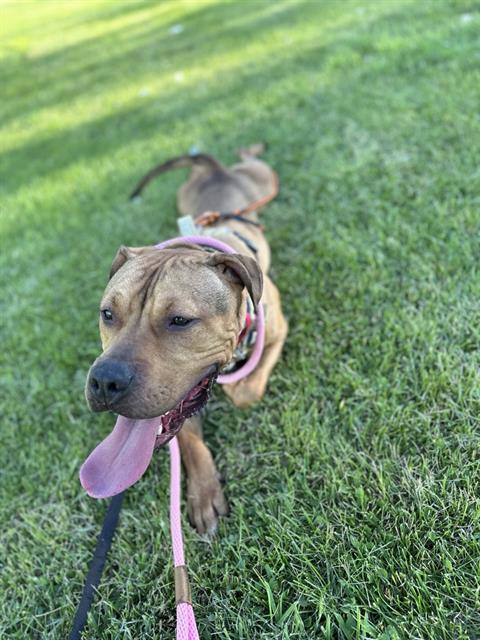 CARMELITO, an adoptable Pit Bull Terrier in West Valley City, UT, 84120 | Photo Image 1