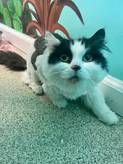 Xanadu, an adoptable Domestic Short Hair in Harbor Springs, MI, 49740 | Photo Image 1