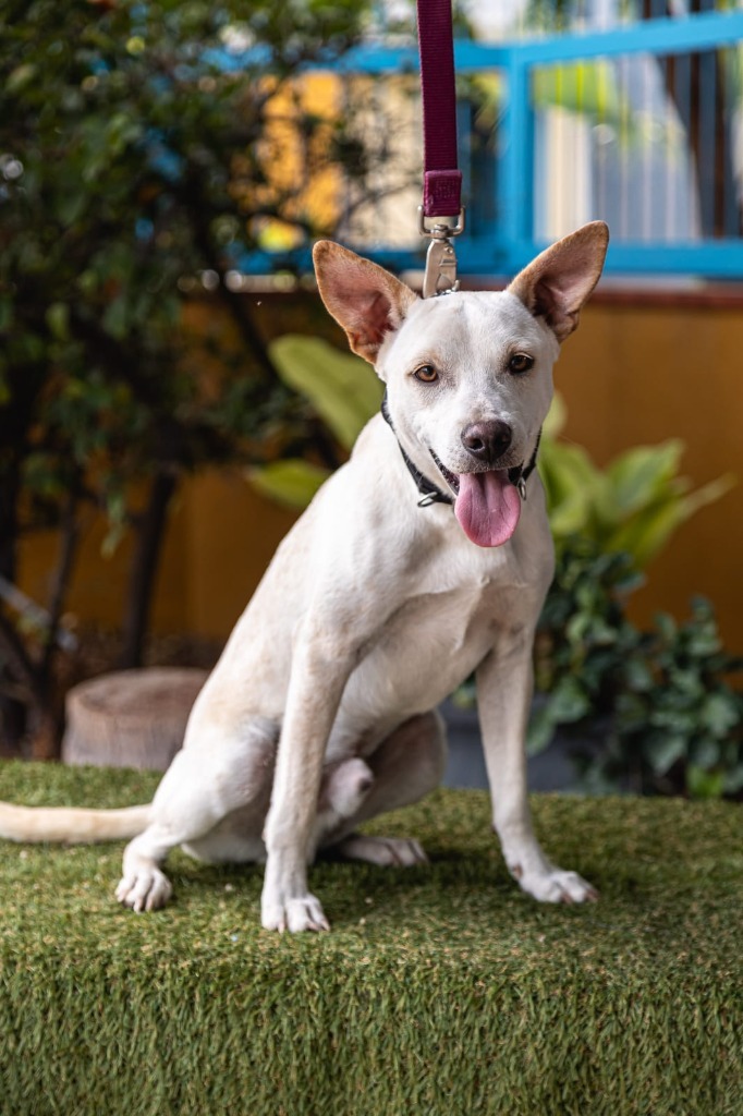 Odie, an adoptable Labrador Retriever in Anacortes, WA, 98221 | Photo Image 7
