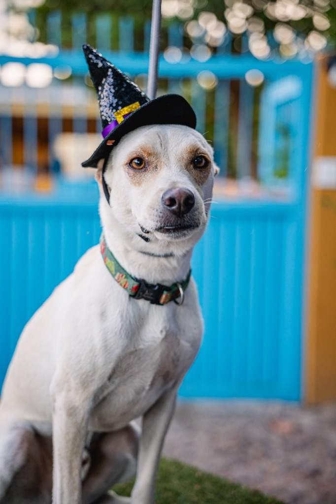 Odie, an adoptable White German Shepherd, Carolina Dog in Anacortes, WA, 98221 | Photo Image 7