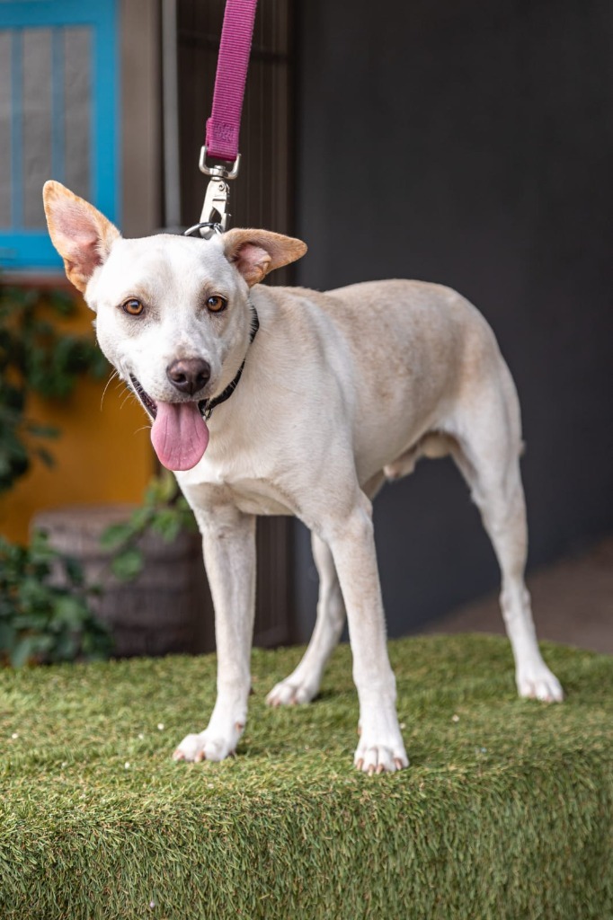 Odie, an adoptable Labrador Retriever in Anacortes, WA, 98221 | Photo Image 8