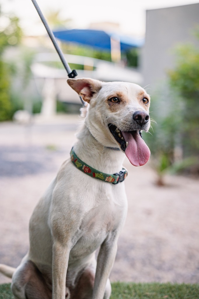 Odie, an adoptable White German Shepherd, Carolina Dog in Anacortes, WA, 98221 | Photo Image 8