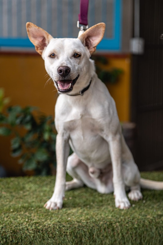 Odie, an adoptable Labrador Retriever in Anacortes, WA, 98221 | Photo Image 9