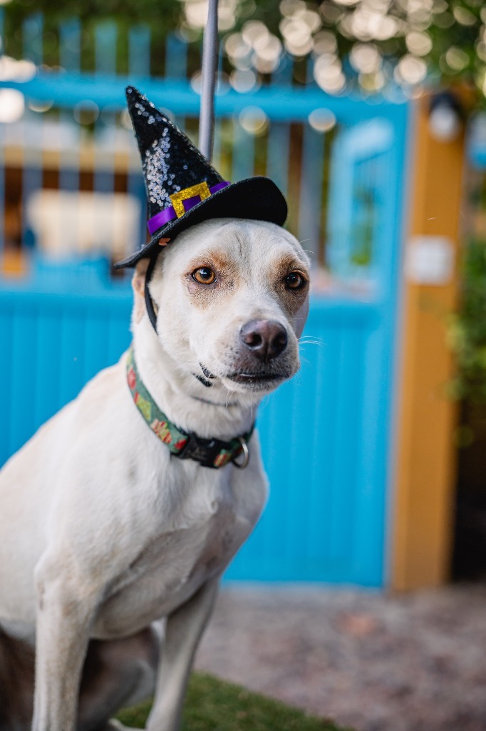 Odie, an adoptable White German Shepherd, Carolina Dog in Anacortes, WA, 98221 | Photo Image 9