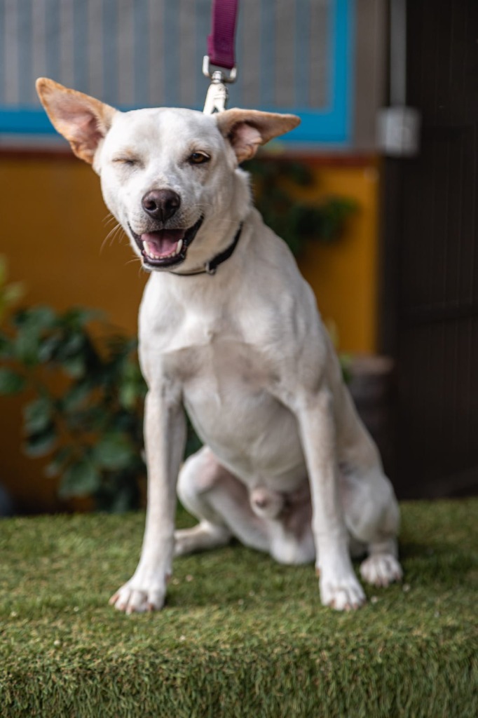 Odie, an adoptable Labrador Retriever in Anacortes, WA, 98221 | Photo Image 10
