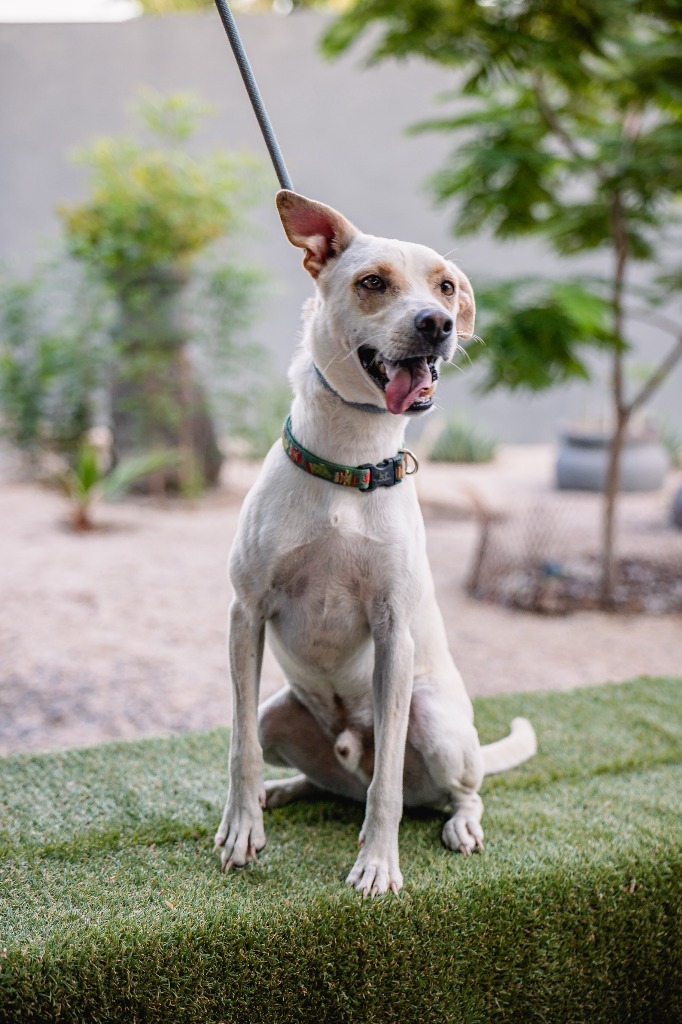 Odie, an adoptable White German Shepherd, Carolina Dog in Anacortes, WA, 98221 | Photo Image 10