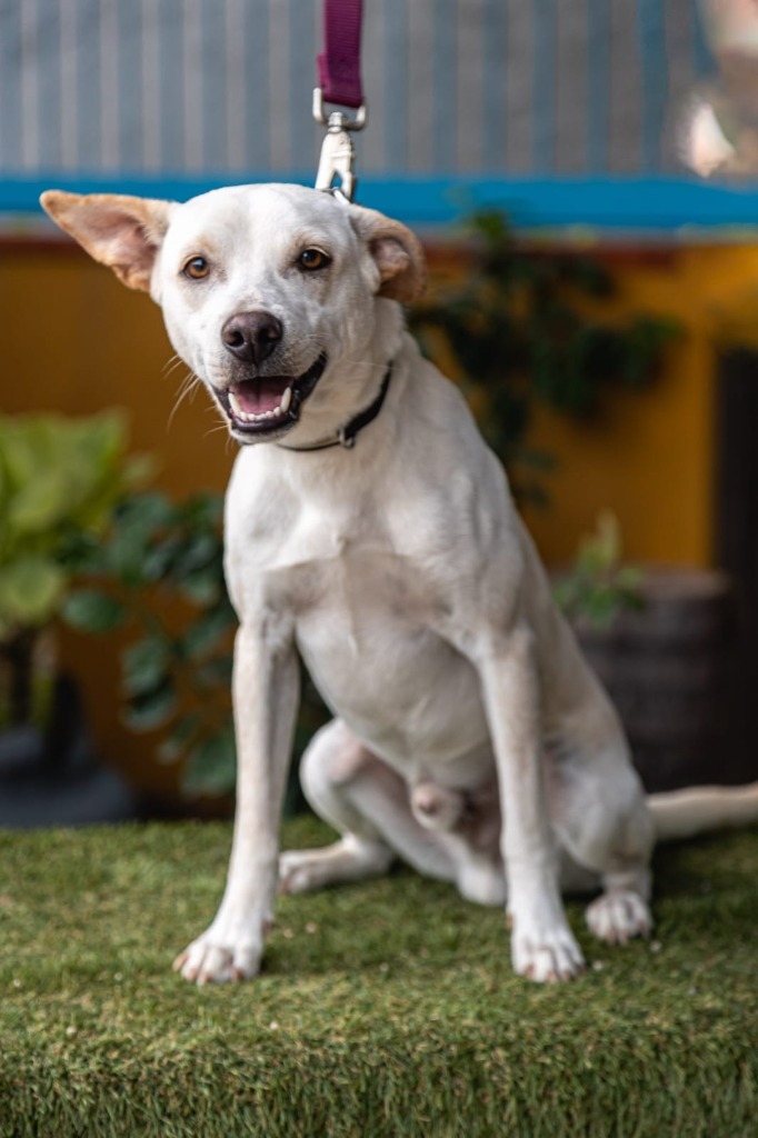 Odie, an adoptable Labrador Retriever in Anacortes, WA, 98221 | Photo Image 11
