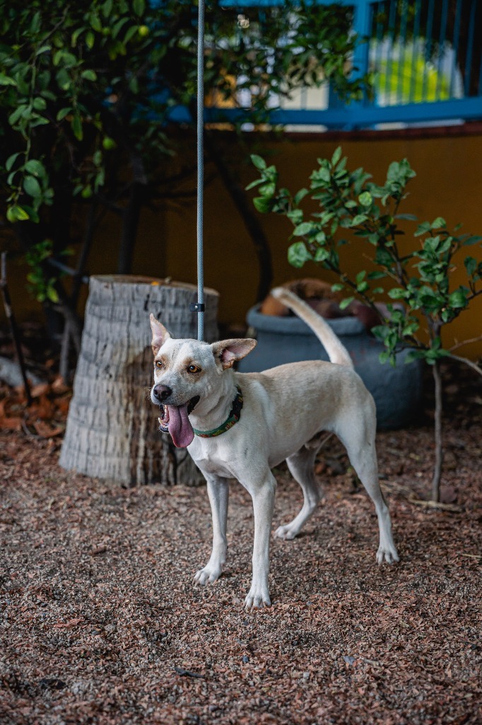 Odie, an adoptable White German Shepherd, Carolina Dog in Anacortes, WA, 98221 | Photo Image 11
