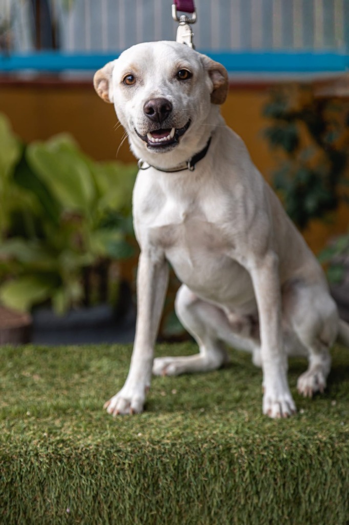 Odie, an adoptable White German Shepherd, Carolina Dog in Anacortes, WA, 98221 | Photo Image 12