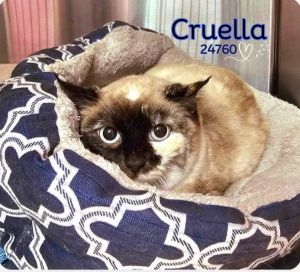 Meet Cruella This gorgeous Snowshoe queen has quite the story She ended up in the woods around th